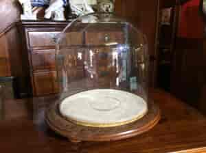 Large Victorian dome on carved Huon Pine base, late 19th century -0