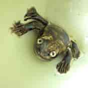Creamware frog mug, Motto - May the honest heart never feel distress- c. 1780 -2705