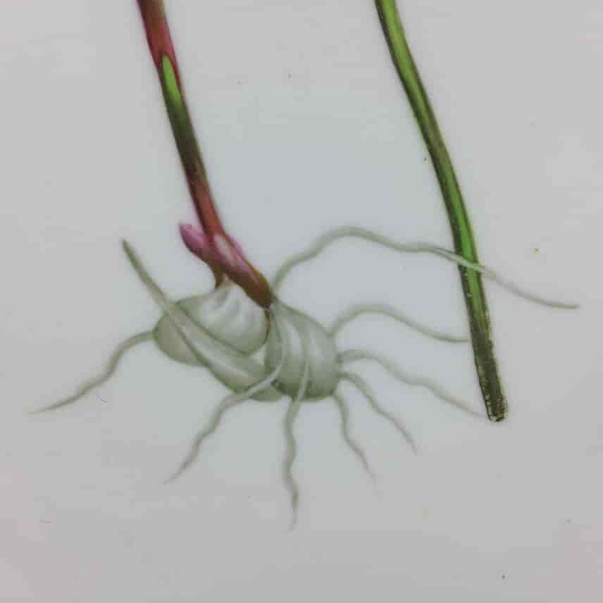 Swansea plate, Curtis botanical -Tuberous Rooted Limedorum- c. 1810 -1501
