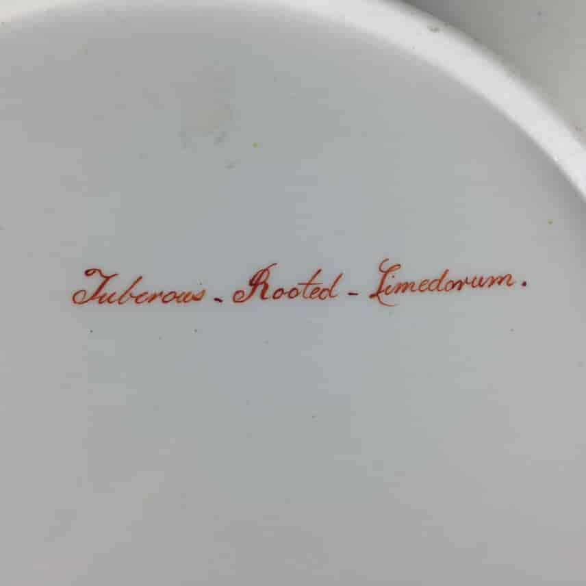 Swansea plate, Curtis botanical -Tuberous Rooted Limedorum- c. 1810 -1503