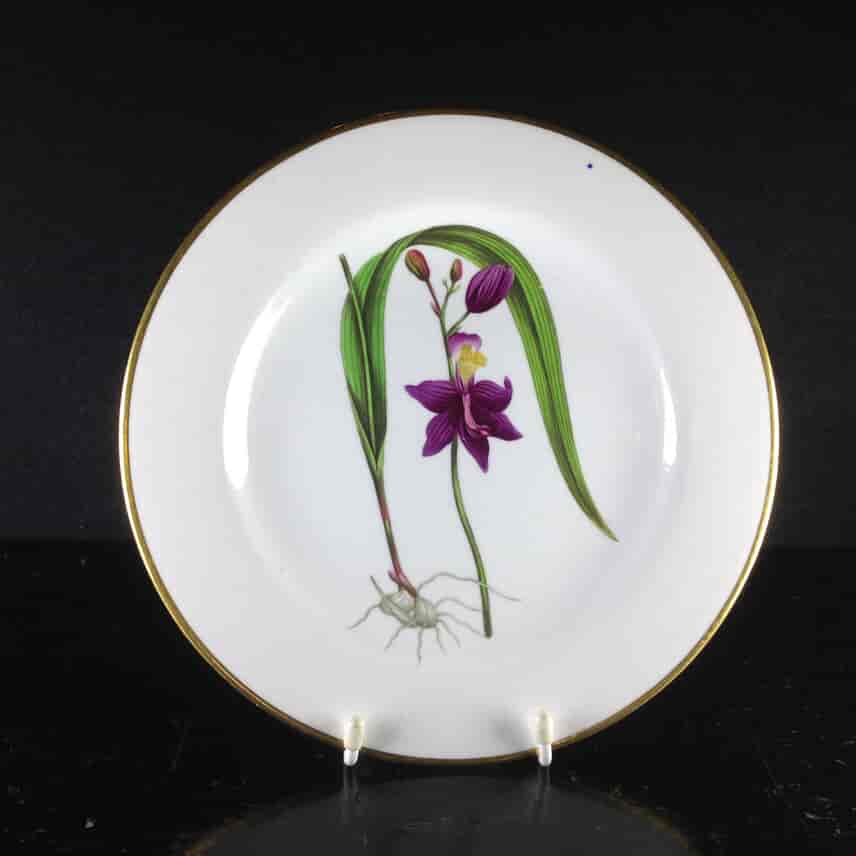 Swansea plate, Curtis botanical -Tuberous Rooted Limedorum- c. 1810 -0
