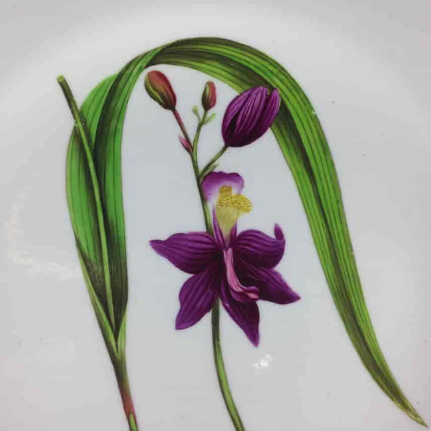 Swansea plate, Curtis botanical -Tuberous Rooted Limedorum- c. 1810 -1506