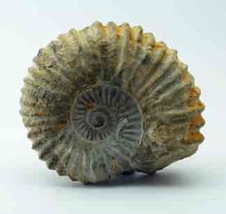 Fossil Ammonite, Cretaceous, 100 Million Years Old-0