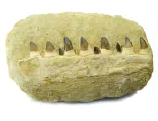 Fossil Mosasaur teeth & jaw, 100 Million Years Old-0