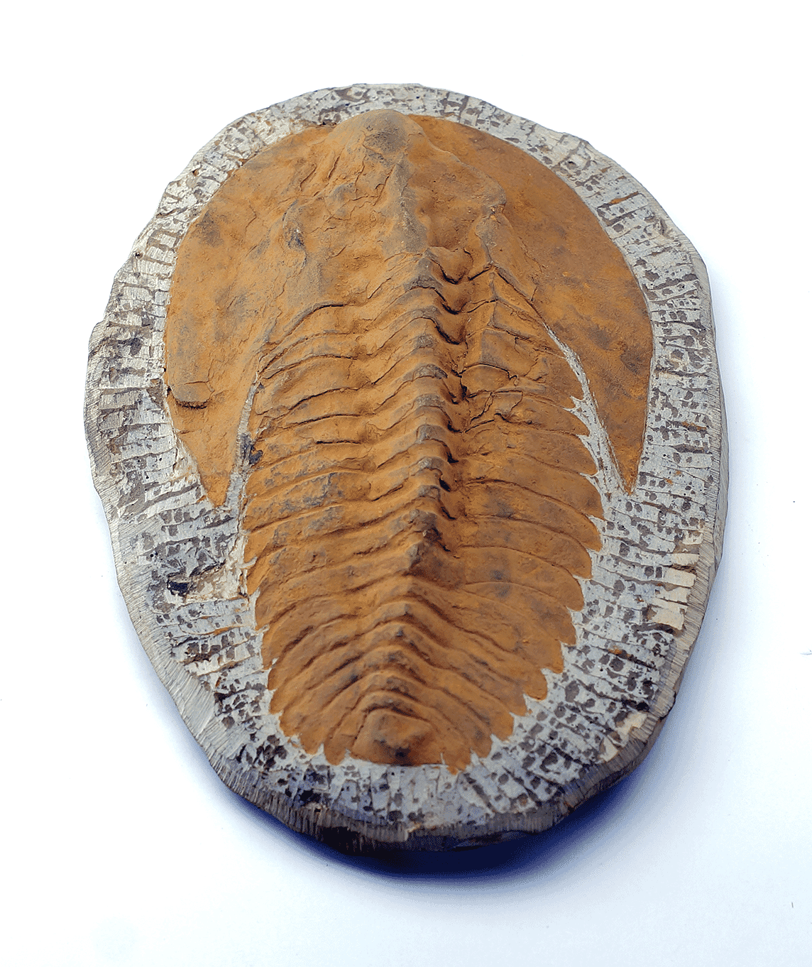 Fossil Trilobite, 535 Million Years Old-0