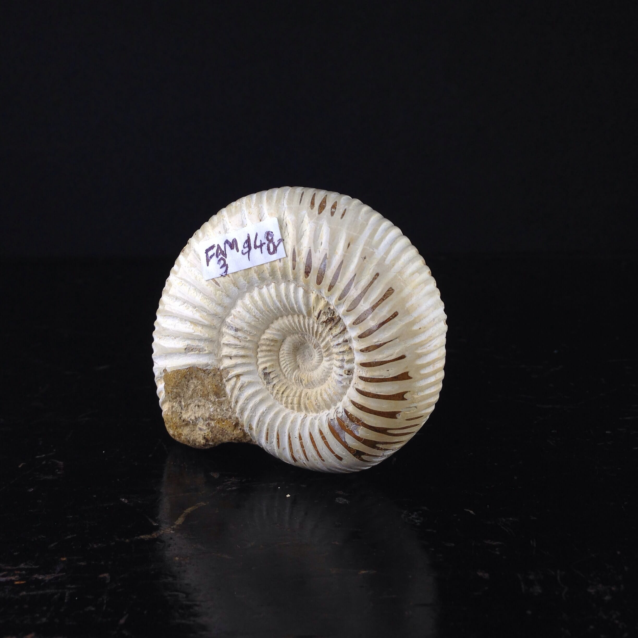 Fossil Ammonite from Madagascar, 180 Million Years Old-0