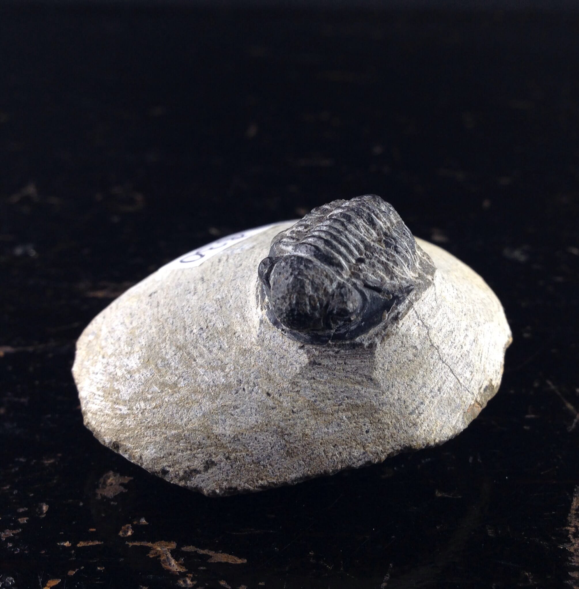 Fossil Trilobite, Moroco -370 Million Years Old-0