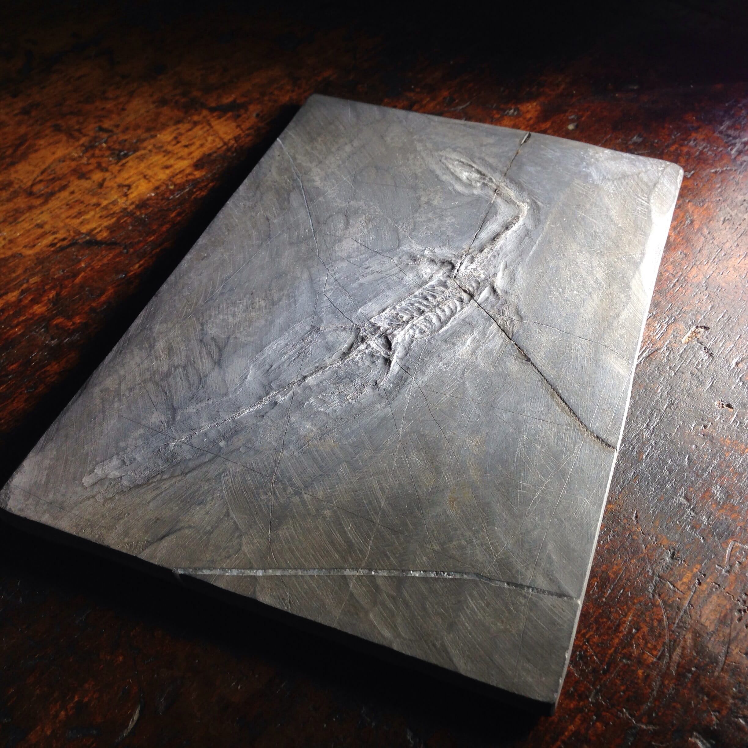 Keichousaurus hui, Fossil Dinosaur almost complete skeleton, Triassic, around 220 Million Years Old-0