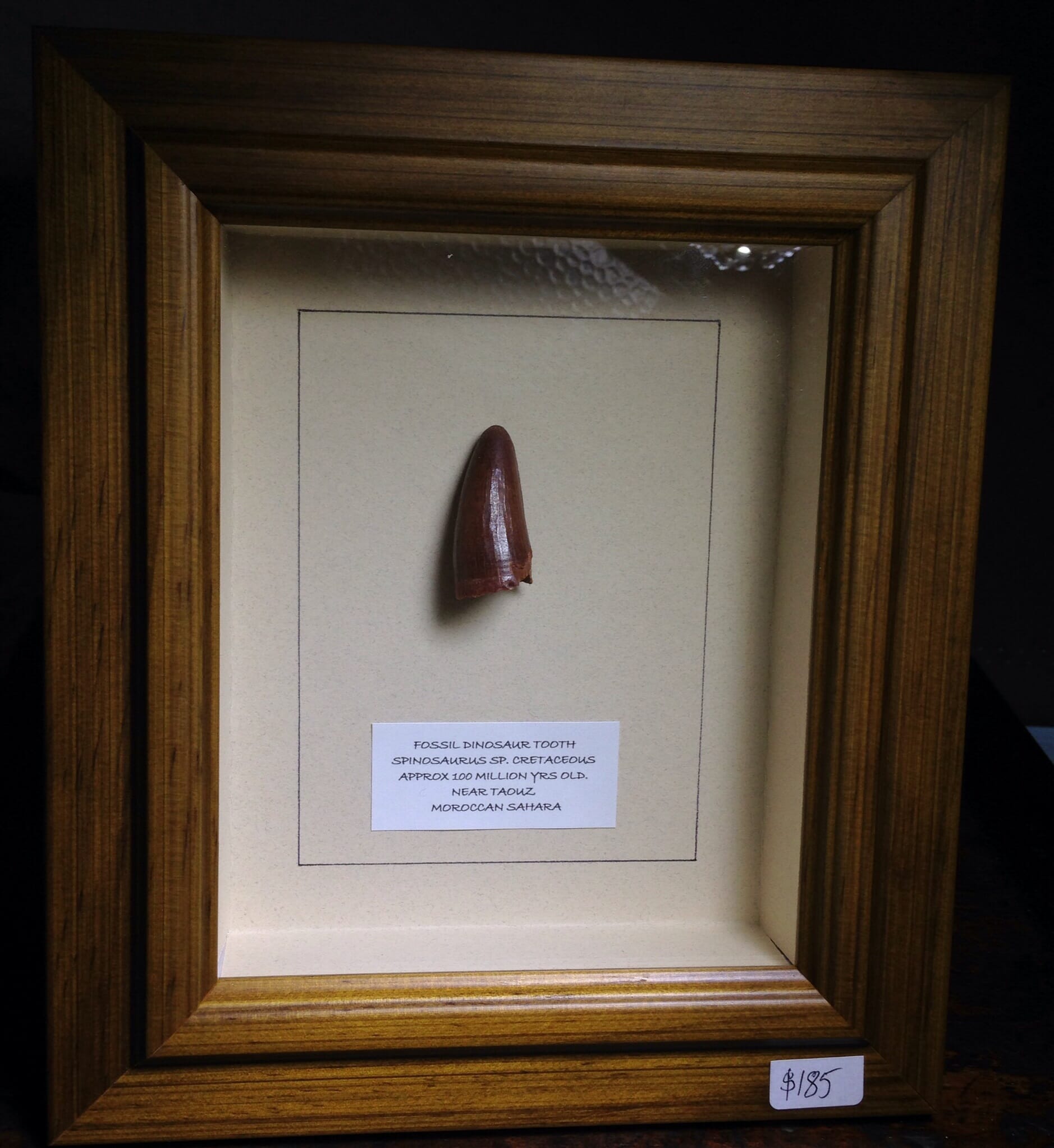 Framed Dino tooth, Spinosaurus, 100 million years, from Morocco-0