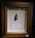 Framed Dino tooth, Spinosaurus, 100 million years, from Morocco-0