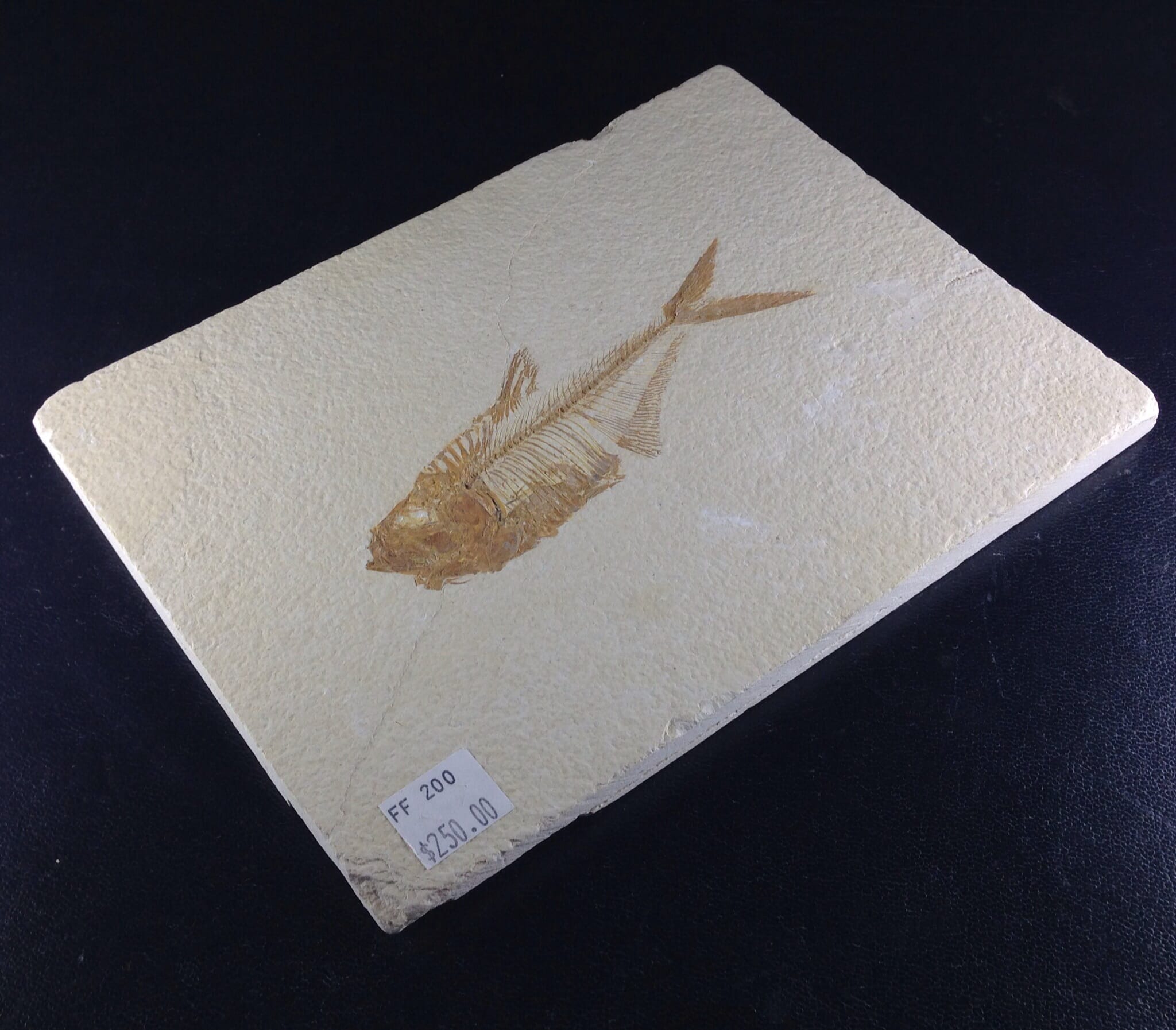 Fossil Fish, 50 Million Years, Diplomystus from Green River Formation, USA-0