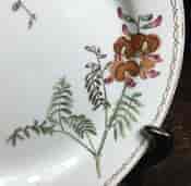 Wedgwood bone china plate, botanical specimens, C.1815 -12873