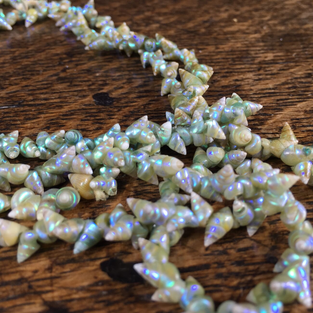 Tasmanian Marineer shell necklace, possibly Aboriginal made, early 20th century-13598