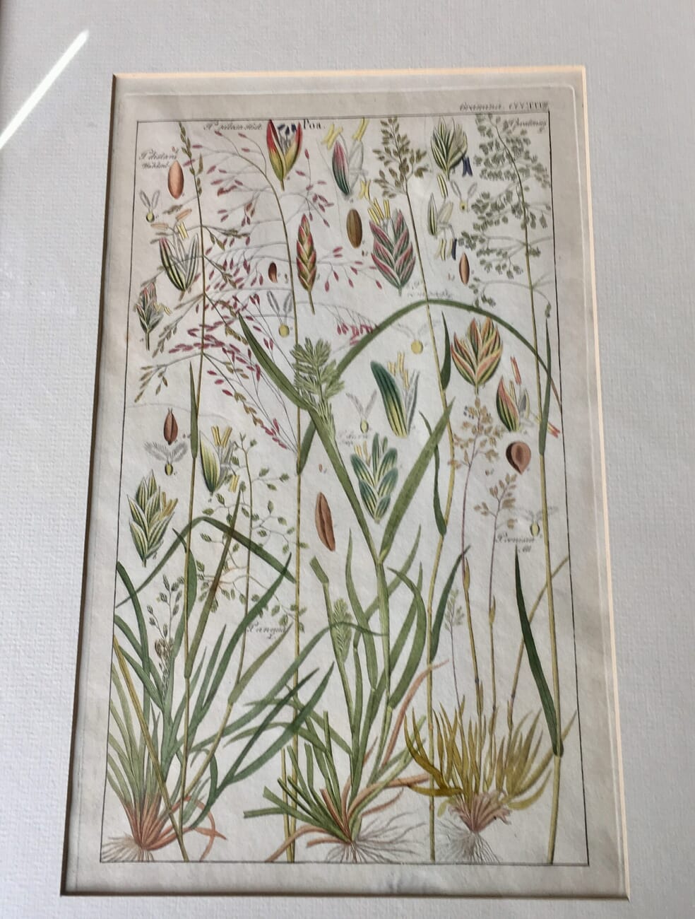 German botanical print, "Poa", c. 1828-61-21519