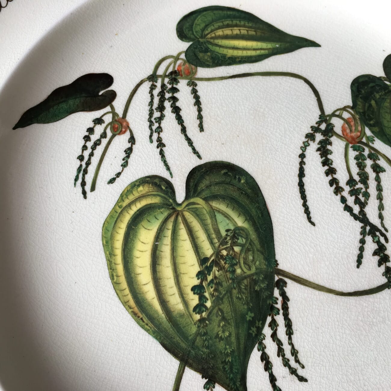 Wedgwood creamware plate, botanical prints, c. 1880-22056