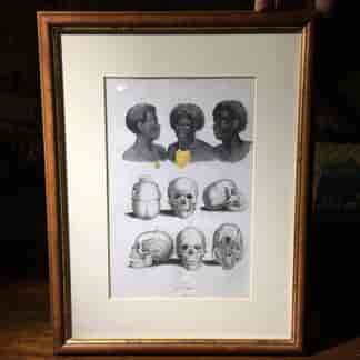 Framed print - skulls, Natural history, Guerin 1836 -0