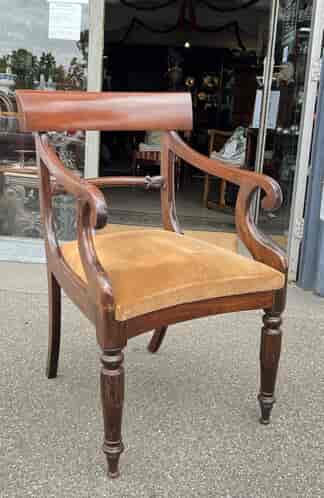 William IV Mahogany carver chair, sabre legs & scroll arms, c.1835