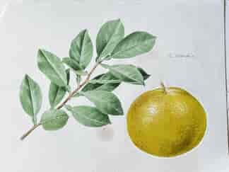 Original hand-painted botanical illustration - Pomelo 'C. Grandis'