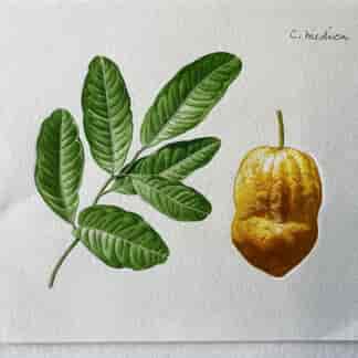 Original hand-painted botanical illustration - Citron,  'Citrus Medica'