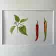 Original hand-painted botanical illustration - Chillies with flower