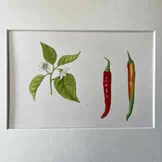 Original hand-painted botanical illustration - Chillies with flower