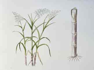 Original hand-painted botanical illustration -Sugarcane,  'Saccharium Officinarum'