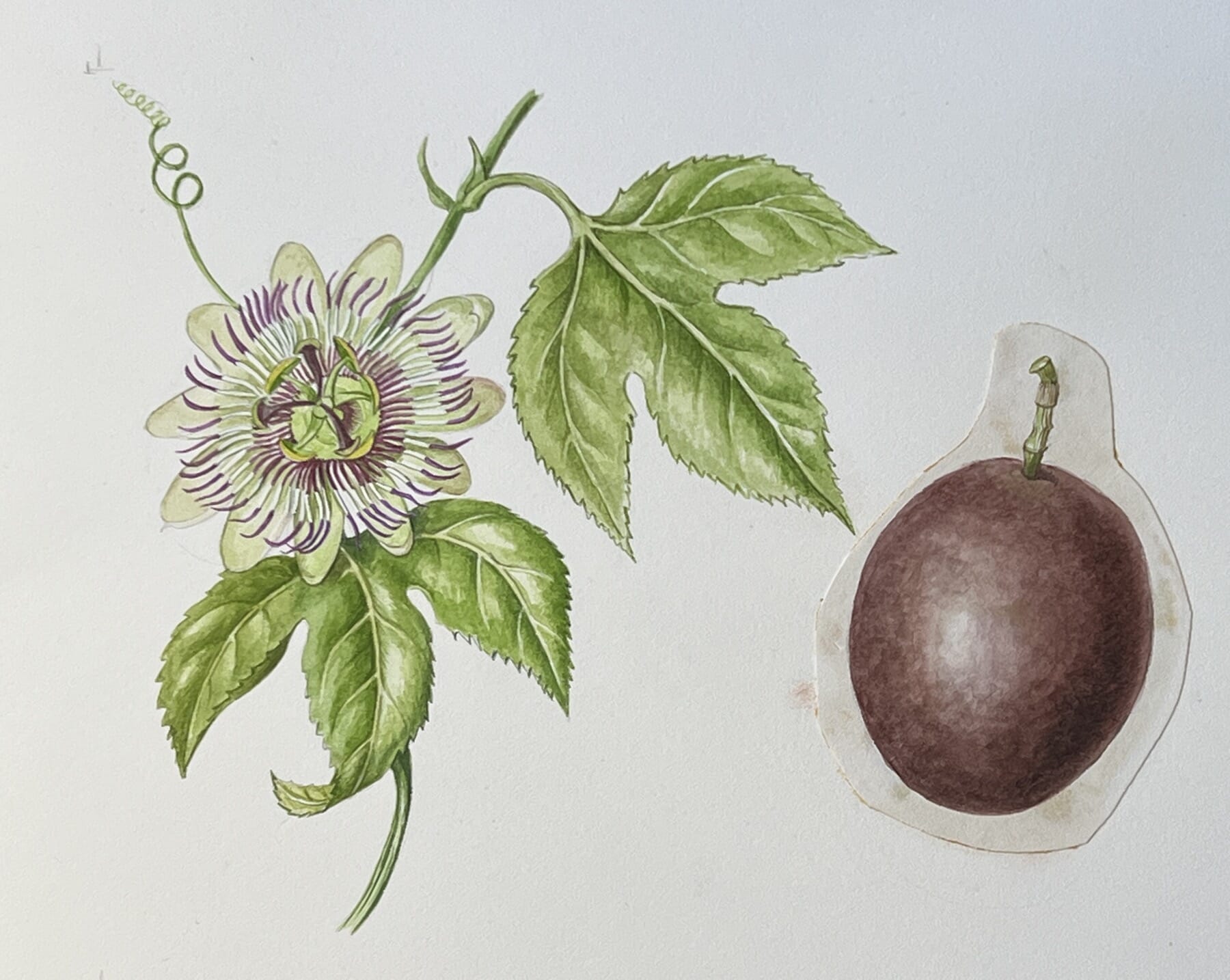 Botanical Passionfruit Lilikoi Illustration | iPad Case & Skin