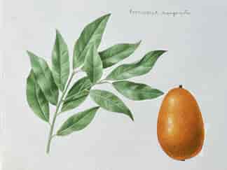 Original hand-painted botanical illustration - Kumquat with leaves ' Fortunella Margarita'