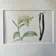Original hand-painted botanical illustration - vanilla vine & pods