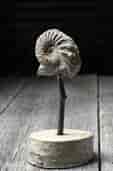 Fossil ammonite on stand, species unknown, late Jurassic UK 150 million years old