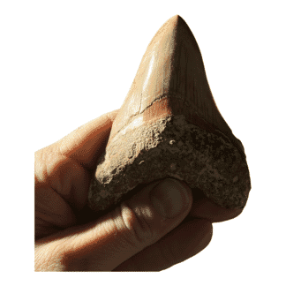 Megladon Giant Shark Tooth
