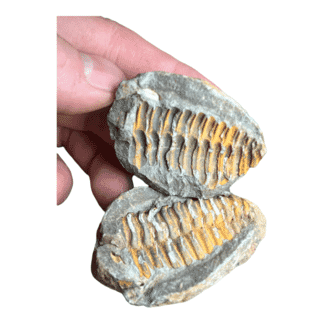 Fossil Trilobite
