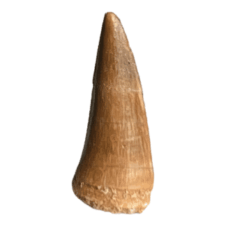Mososaur Tooth 100 million years old