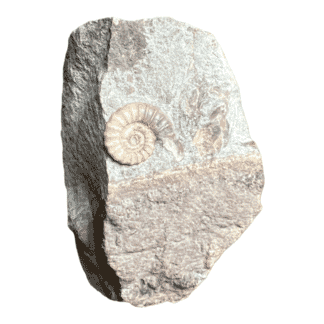 Fossil Ammonite, Jurassic Period Lyme Regis, UK, 180 million years