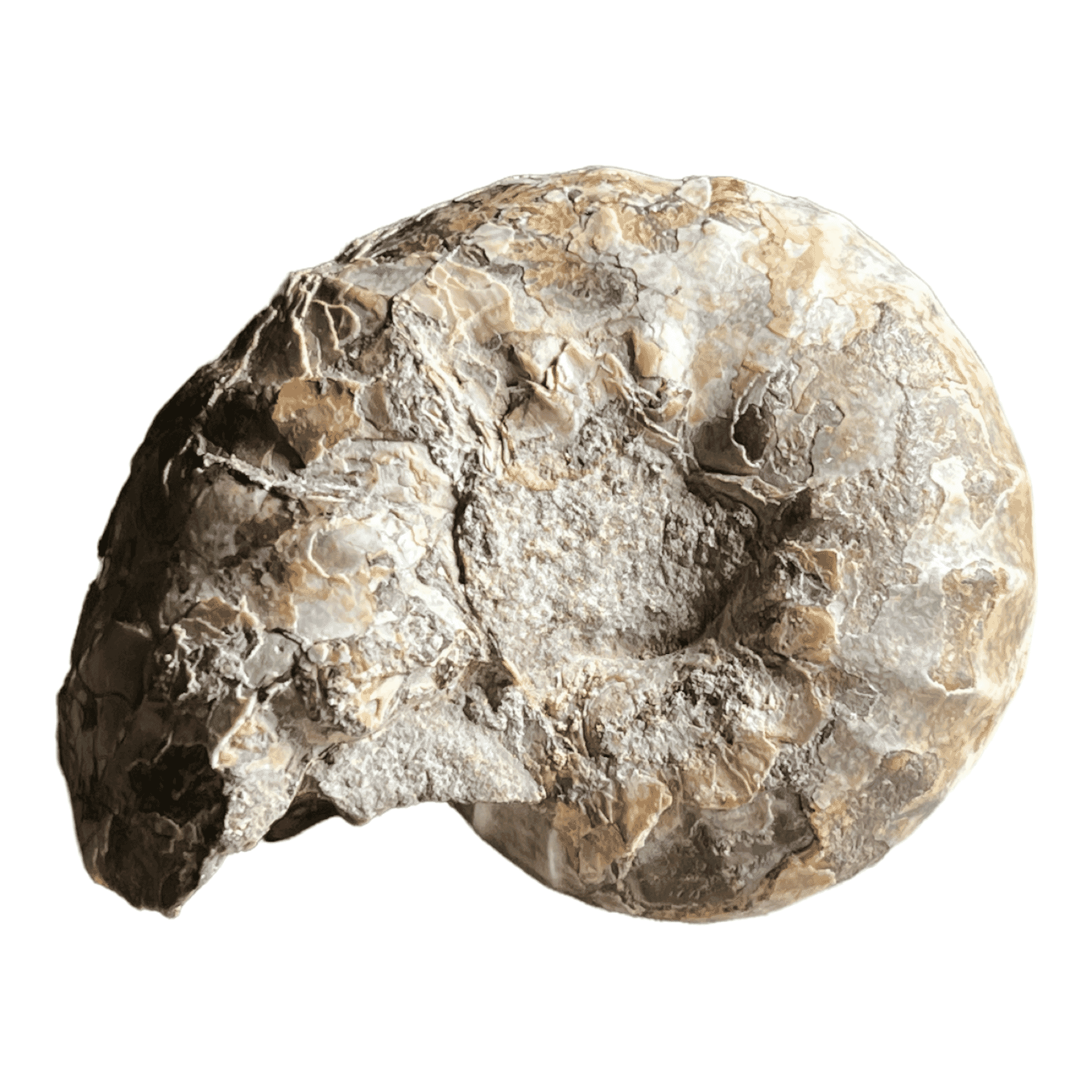Fossil Ammonite, unknown species,  Cretaceous, 100-66 Million Years