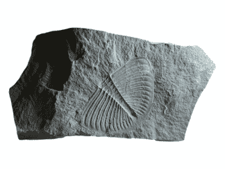 Fossil Trilobite pygidia, Asaphoidea Merlinia, 'Merlin's Butterfly' 465 million years old