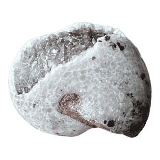 East Timor Ammonite, Metalegoceras sp, Permian 299-251 million years old