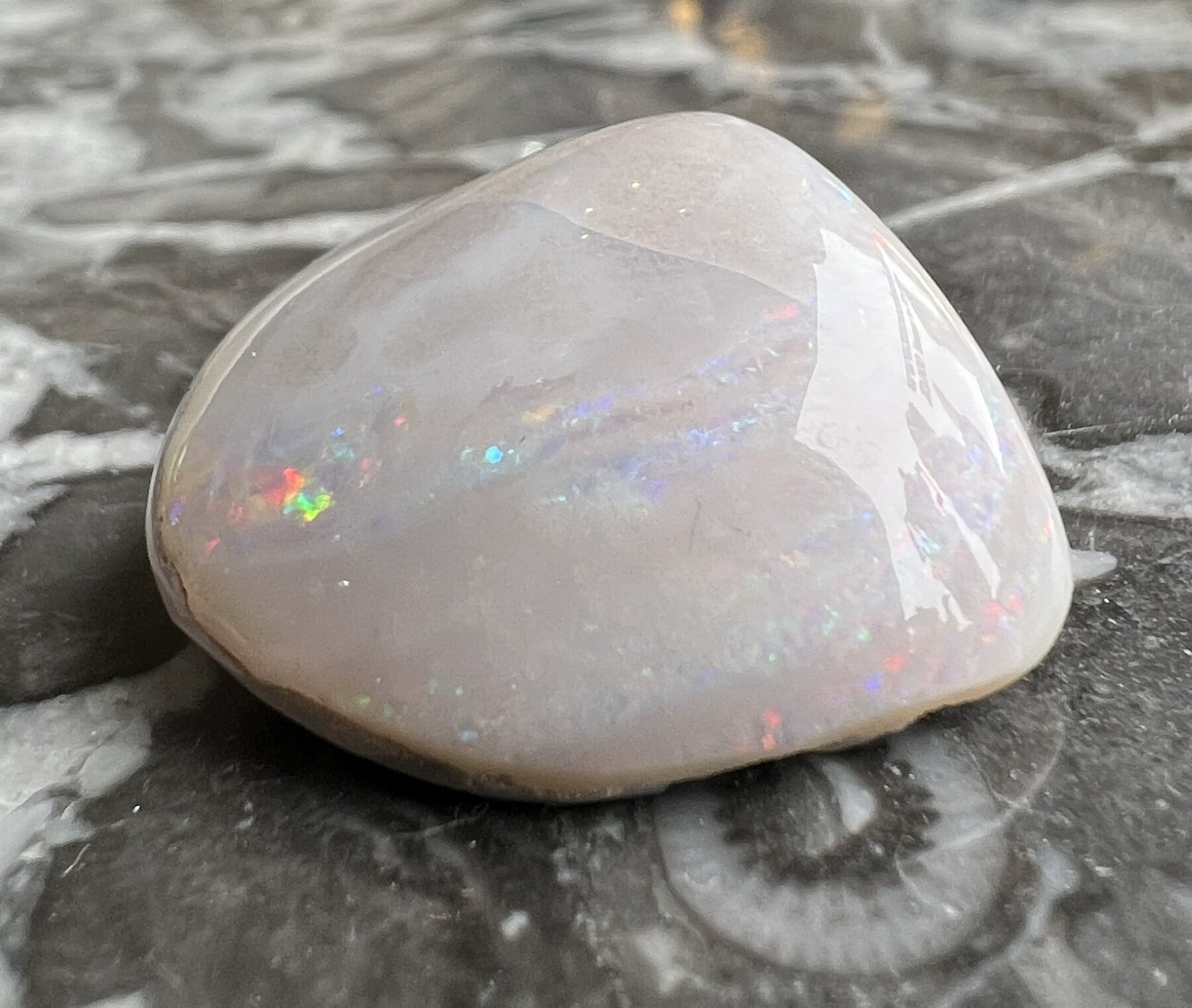 Rare Australian Opal bivalve fossil, good colour in white, Approx 5 carats