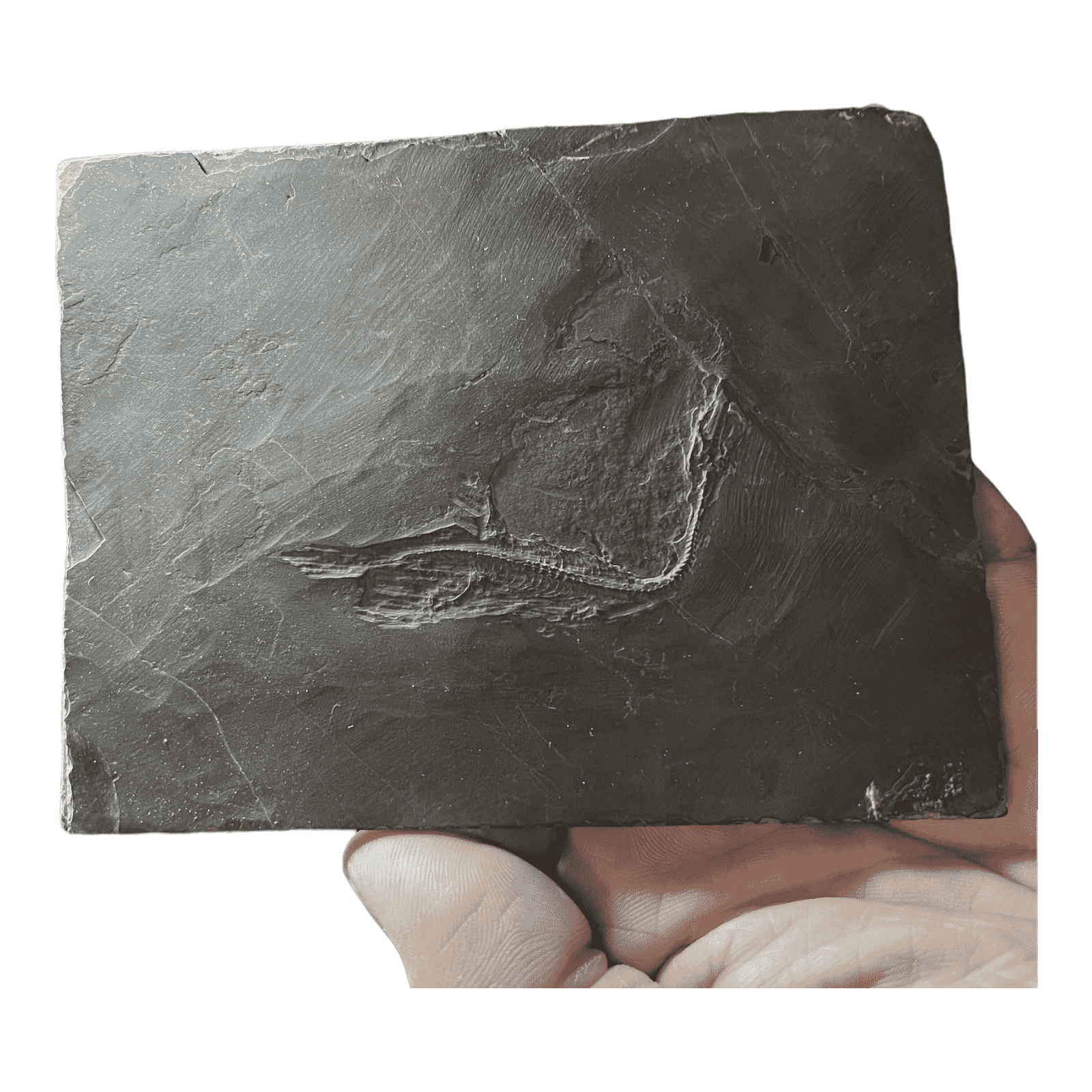 Keichousaurus hui, Fossil Dinosaur almost complete juvenile skeleton, Triassic, around 220 Million Years Old