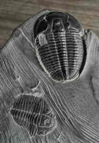 Fossil Trilobite Elratha kingii
