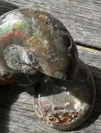 Fossil Ammonite, sliced & polished gem quality, Madagascar Cretaceous 100 MY
