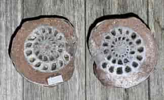 Large East Timor Ammonite, cut halves & polished, Metalegoceras sp. 299-251 million years old