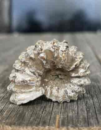 Fossil Ammonite, Douvilleiceras sp. Madagascar Cretaceous 105 MY
