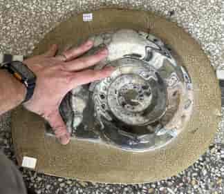 Large fossil Ammonite, Gonioclymenia species, Morocco