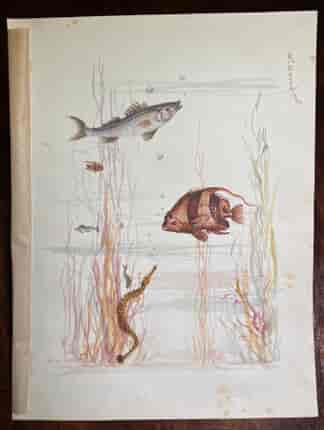 Victorian watercolour of fish, signed 'R.DAVID/SON, c. 1880