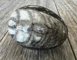 Fossil nautiloid from Morocco, polished into a egg shape, 450 million years old 