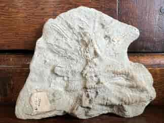 Early crinoid fossil specimen, 'Iscrinus suberassur' Ordovician USA  