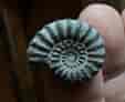 Fossil Ammonite, sp. unknown, Jurassic UK 180 MY