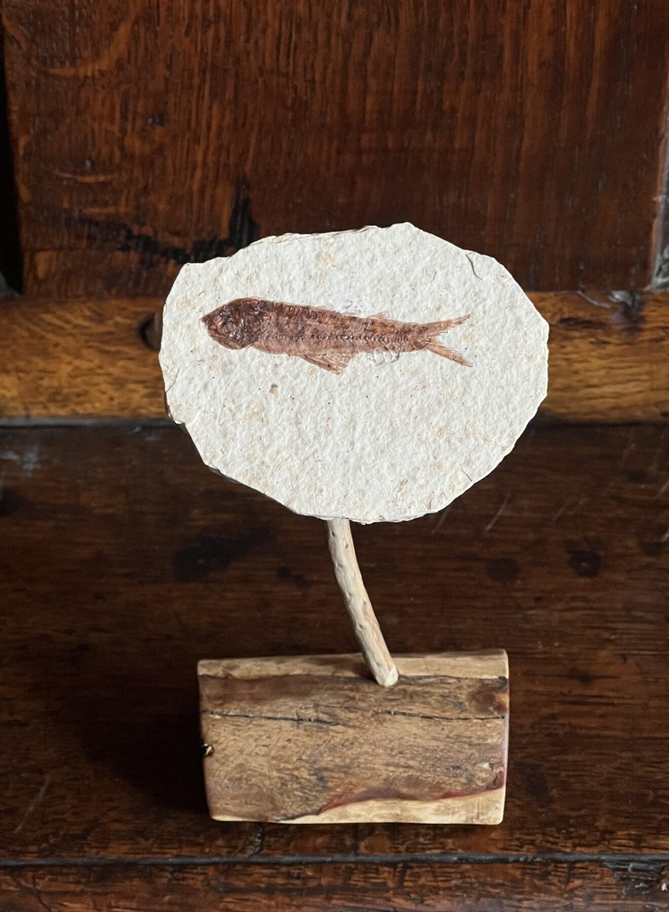Fish Fossil on stand, herring Diplomystus dentatus, USA, 50 million years old