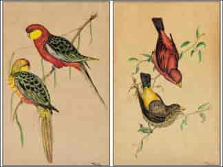 Pair of Australian Bird watercolours, after Gould, signed 'Yves', earlier 20th century
